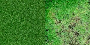 comparacao grama sintetica para quadra e grama natural