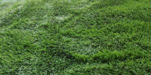 grama sintetica quanto custa